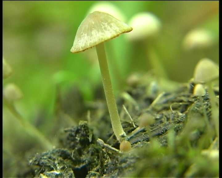 Psathyrella berolinensis